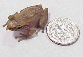 Coqui Frog
