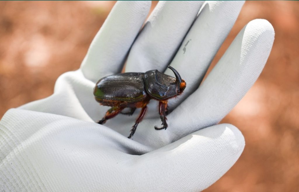 Coconut Rhinoceros Beetle
