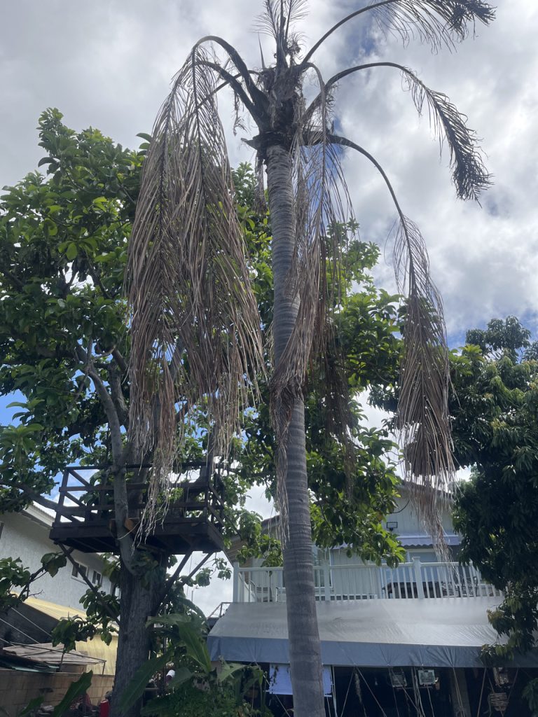 Coconut Rhinoceros Damaged Tree