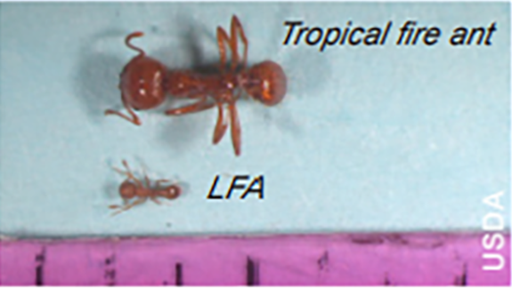 Little Fire Ants Size