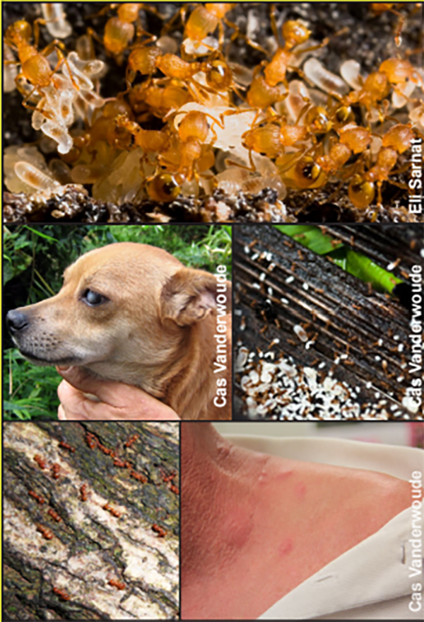 Little Fire Ant Stings