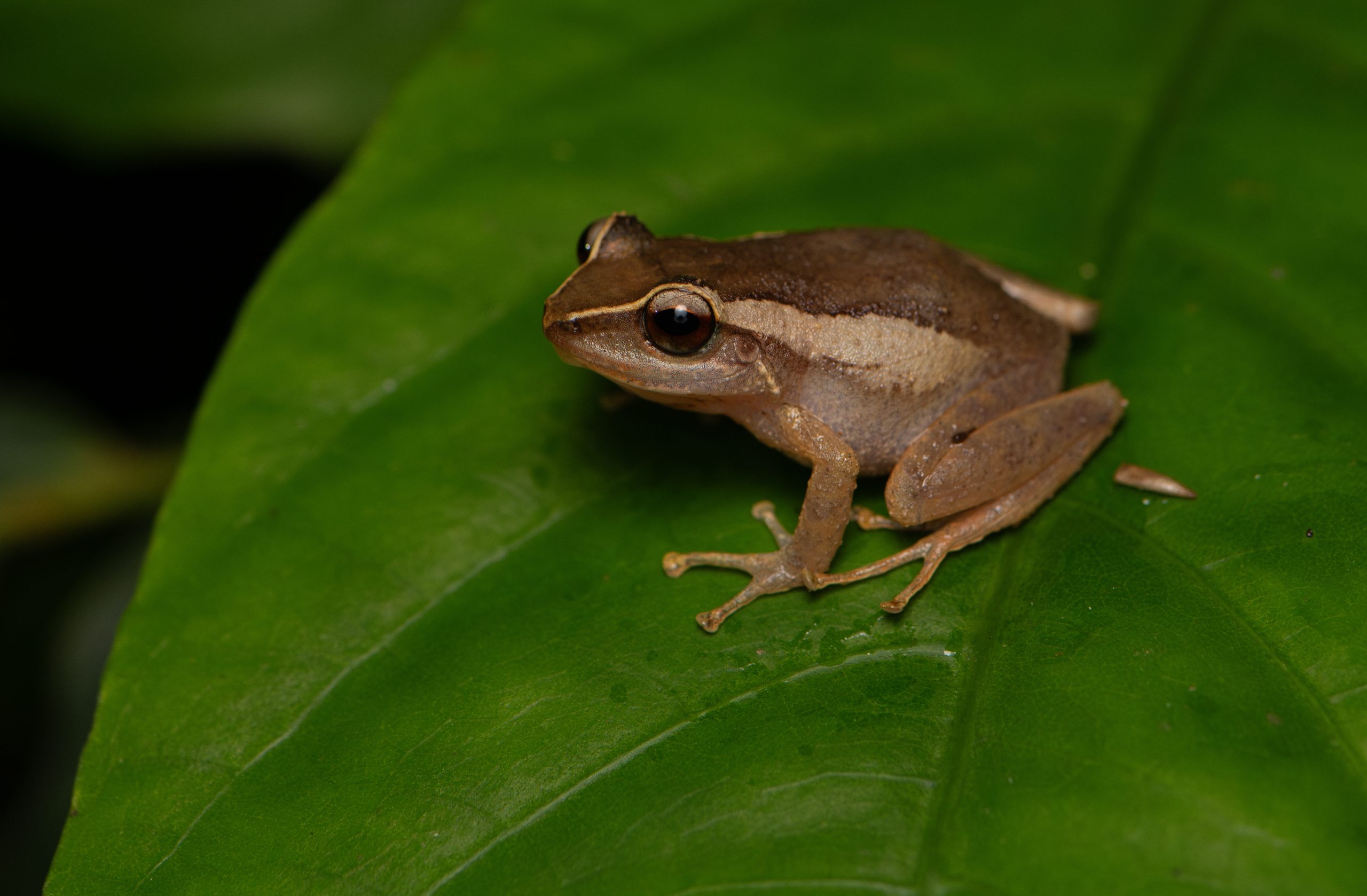 Coqui Frog in Green Leaf
