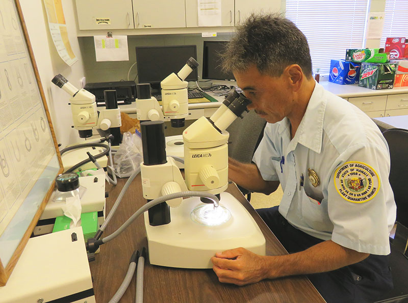 Inspecting for microscopic pests.